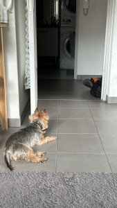 Photo de galerie - Garde animaux