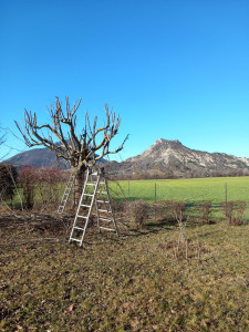 Photo de galerie - Taille de haies et d'arbustes
