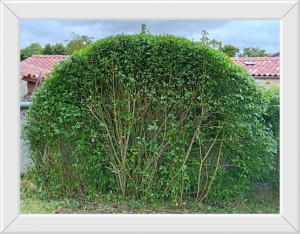 Photo de galerie - Taillage en arc d'une haie. 
