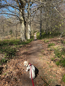 Photo de galerie - Garde chien