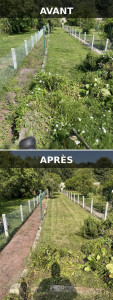 Photo de galerie - Tonte et remise au propre