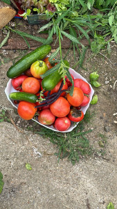 Photo de galerie - Récolte de juillet, concombre, tomates, courgettes