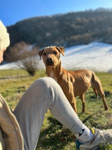 Photo de galerie - Nouvelle journée passée avec un chien super mignon et mon copain. Ce joli chien a beaucoup aimé la promenade avec ce beau soleil ☺️