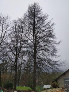 Photo de galerie - Elagage et coupe d'arbres