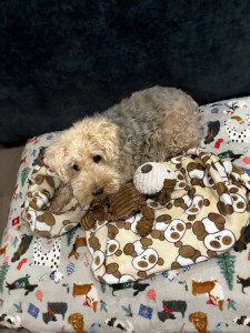 Photo de galerie - La belle Lily