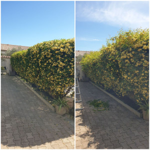 Photo de galerie - Taille de haie 