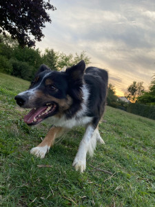 Photo de galerie - Une séance de jeu avec votre chien un week-end ?