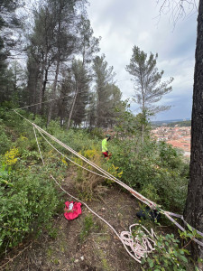 Photo de galerie - Elagage et coupe d'arbres
