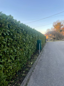 Photo de galerie - Taille haie lauriers