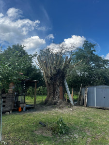 Photo de galerie - Elagage et coupe d'arbres