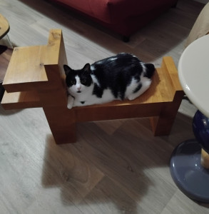 Photo de galerie - Coquillette que j'ai gardée 1 semaine fin juillet 26 et 6 jrs fin août 26. Elle est très affectueuse.
