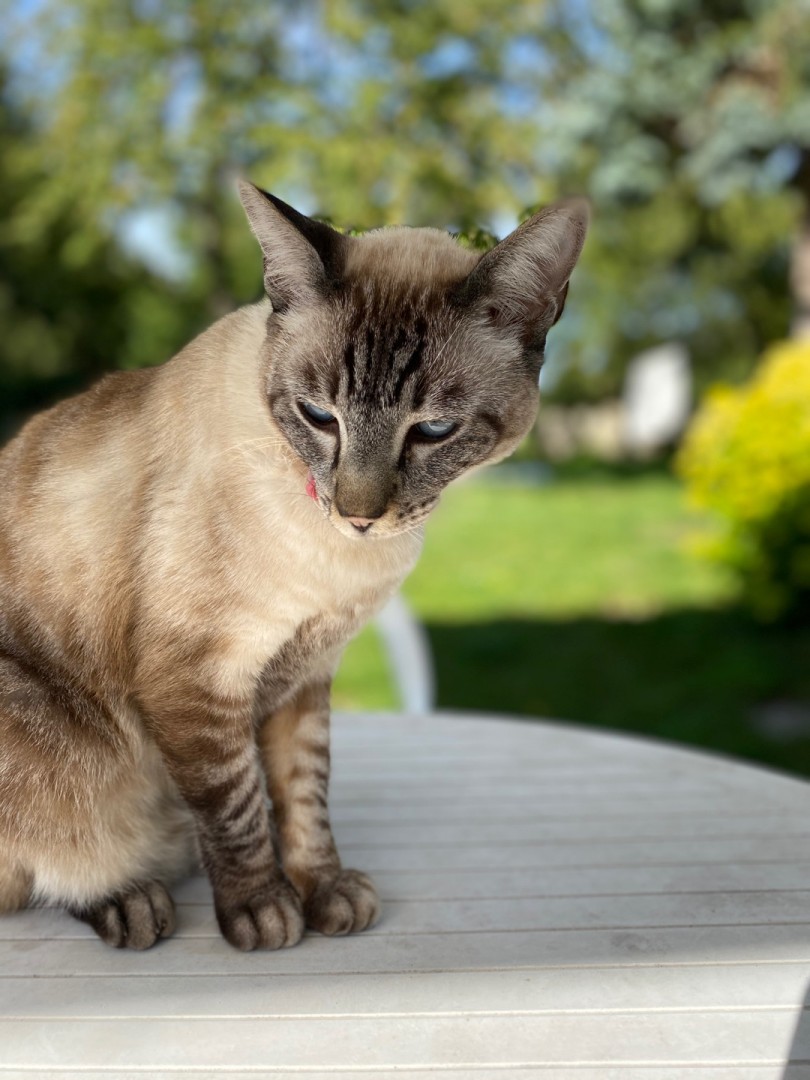 Garde Chat En Marigny En Orxois 02 Allovoisins