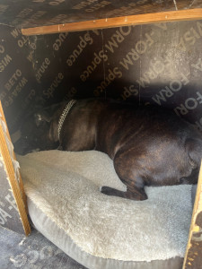 Photo de galerie - Voici un mâle staffie que j’ai eut le plaisir de garder durant 1 semaine 