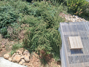 Photo de galerie - Avant mauvaise herbes en surface d'une cuve 