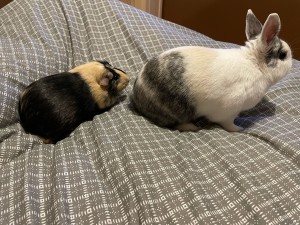 Photo de galerie - Garde animaux