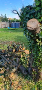 Photo de galerie - Elagage et coupe d'arbres