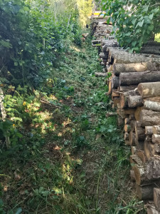 Photo de galerie - Tonte de pelouse - Débroussaillage
