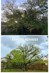 Photo de galerie - Elagage 