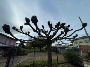 Photo de galerie - Elagage et coupe d'arbres