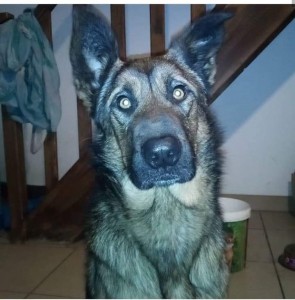 Photo de galerie - C’est un berger allemand croisé malinois qui est très gentille sauf qu’il ne s’entend pas avec les husky ou les chiens dominants 