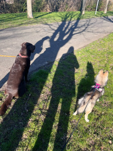 Photo de galerie - Garde chien