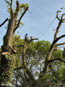 Photo de galerie - Elagage et coupe d'arbres
