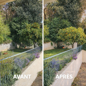 Photo de galerie - Taille classique de fructification avec léger rabaissement : silhouette harmonisée, centre éclairci pour favoriser la lumière et la circulation de l’air, branches sélectionnées pour stimuler la production. Arbre plus sain, structuré.