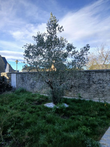 Photo de galerie - Elagage et coupe d'arbres