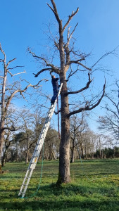 Photo de galerie - élagage et débitage 