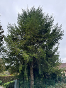 Photo de galerie - À battage d'un sapin.