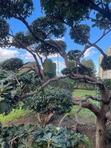 Photo de galerie - Taille nuages 