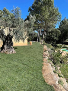 Photo de galerie - Elagage et coupe d'arbres