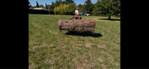 Photo de galerie - Elagage et coupe d'arbres