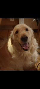 Photo de galerie - Je vous présente Wendy qui étais en vacance en haute Savoie, elle à 8 ans et dois être au régime (-_-)