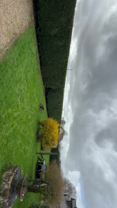 Photo de galerie - Taille De Haie De thuya 