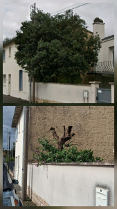 Photo de galerie - élagage arbre