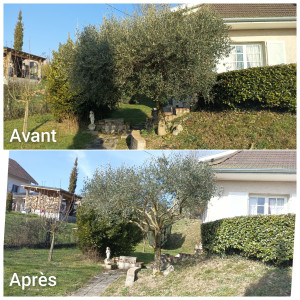 Photo de galerie - Élagage olivier 