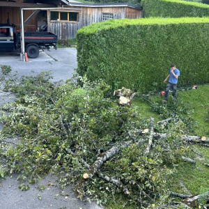 Photo de galerie - Elagage et coupe d'arbres