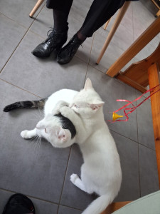 Photo de galerie - J’adore garder les chats, les nourrir et passer du temps avec eux pour les câliner et les faire jouer ! 