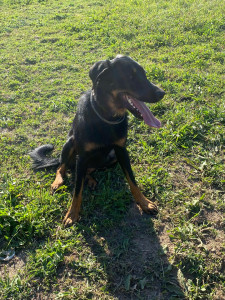 Photo de galerie - Beauceron