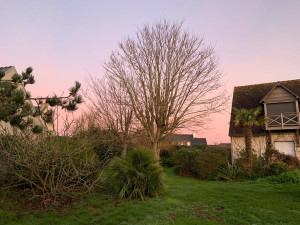 Photo de galerie - Elagage et coupe d'arbres