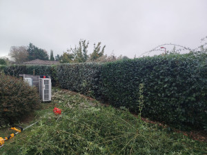 Photo de galerie - Taille haie entretien classique 