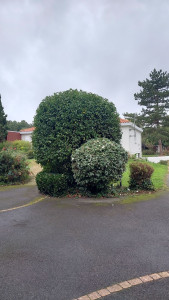 Photo de galerie - Taille de haies et d'arbustes