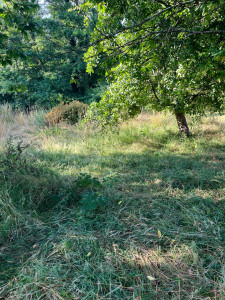 Photo de galerie - Espace vert en friche. 