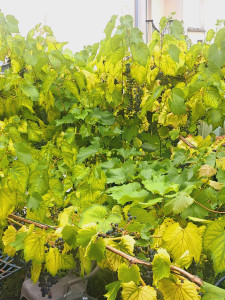 Photo de galerie - Plantation et fabrication des pergola naturel à partir de vigne résistante à la chaleur