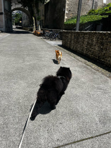 Photo de galerie - Je promène votre toutou 