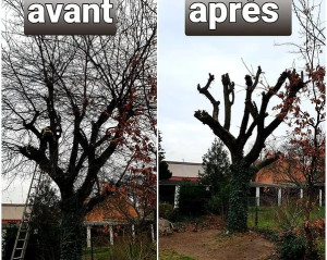 Photo de galerie - élagage d'un arbre  