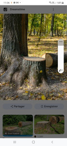 Photo de galerie - Abattage taille avec évaluation de la verdure merci 