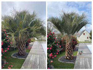 Photo de galerie - Nettoyage d’un palmier 