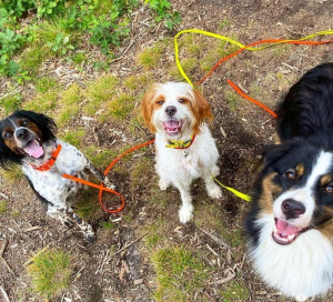 Photo de galerie - Balades collective en foret 